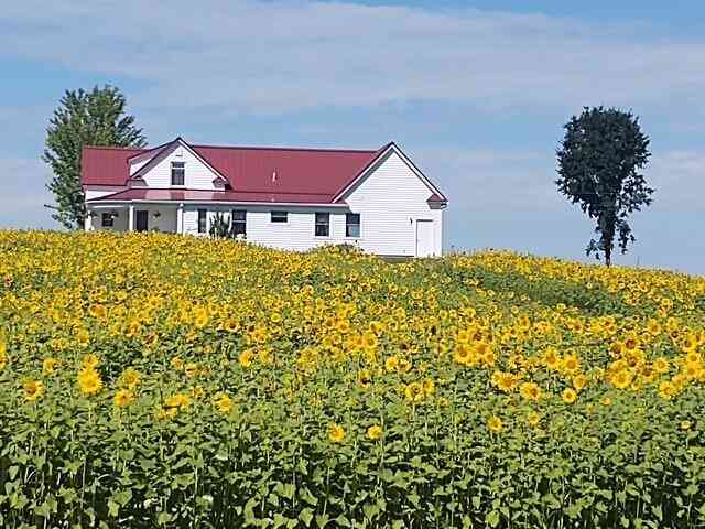 Homes For Sale - 4072 20 Mile Road<br/> Osceola County, Marion, MI 49665