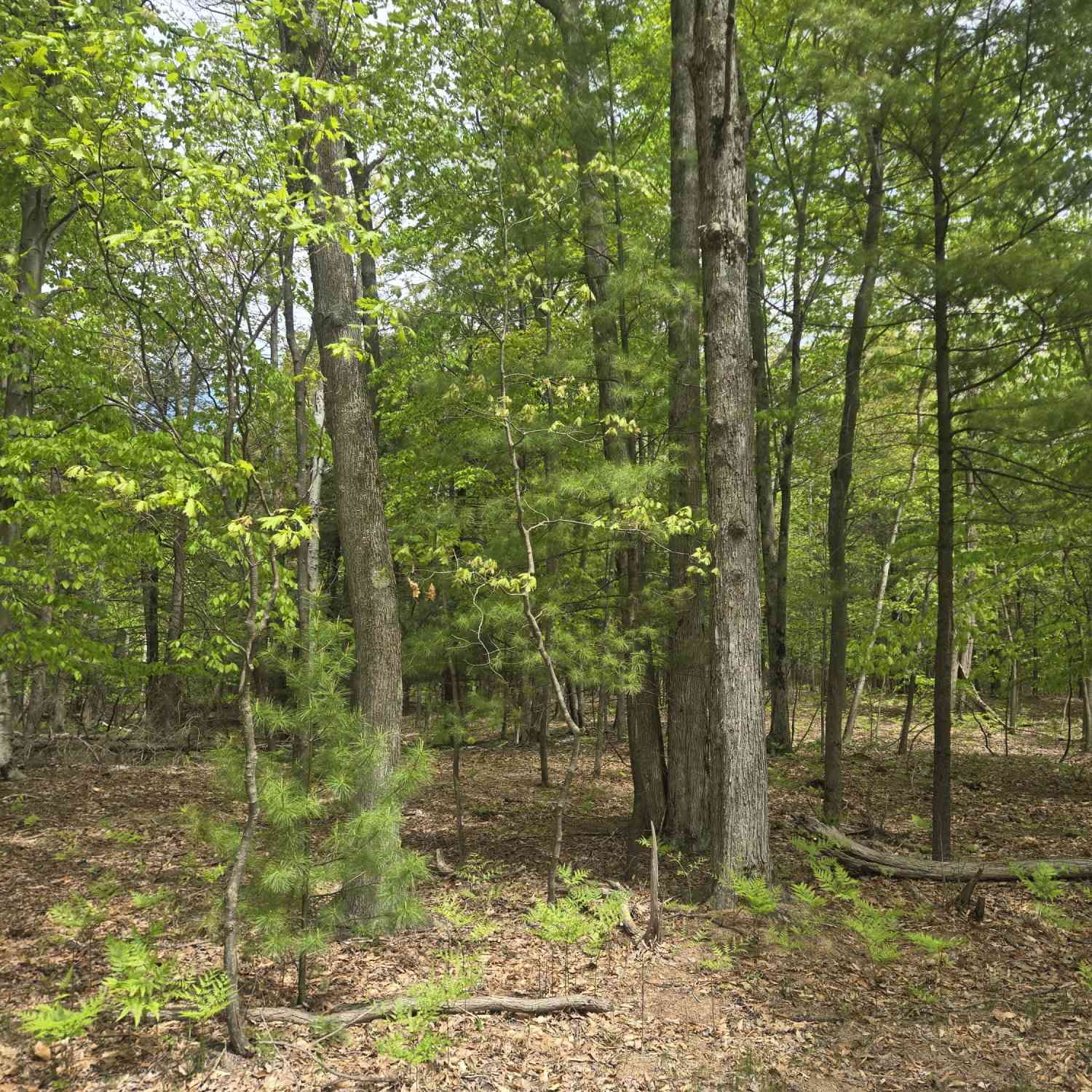 Vacant Land For Sale - VL 10 ACRE N Ridge Road Road<br/> Mears, MI 49436
