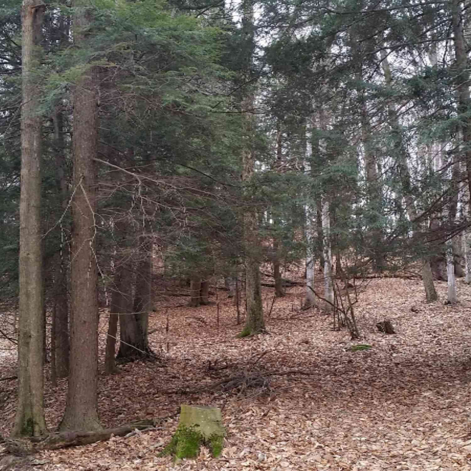 Vacant Land For Sale - S Sable Pointe Drive<br/> Shelby, MI 49455