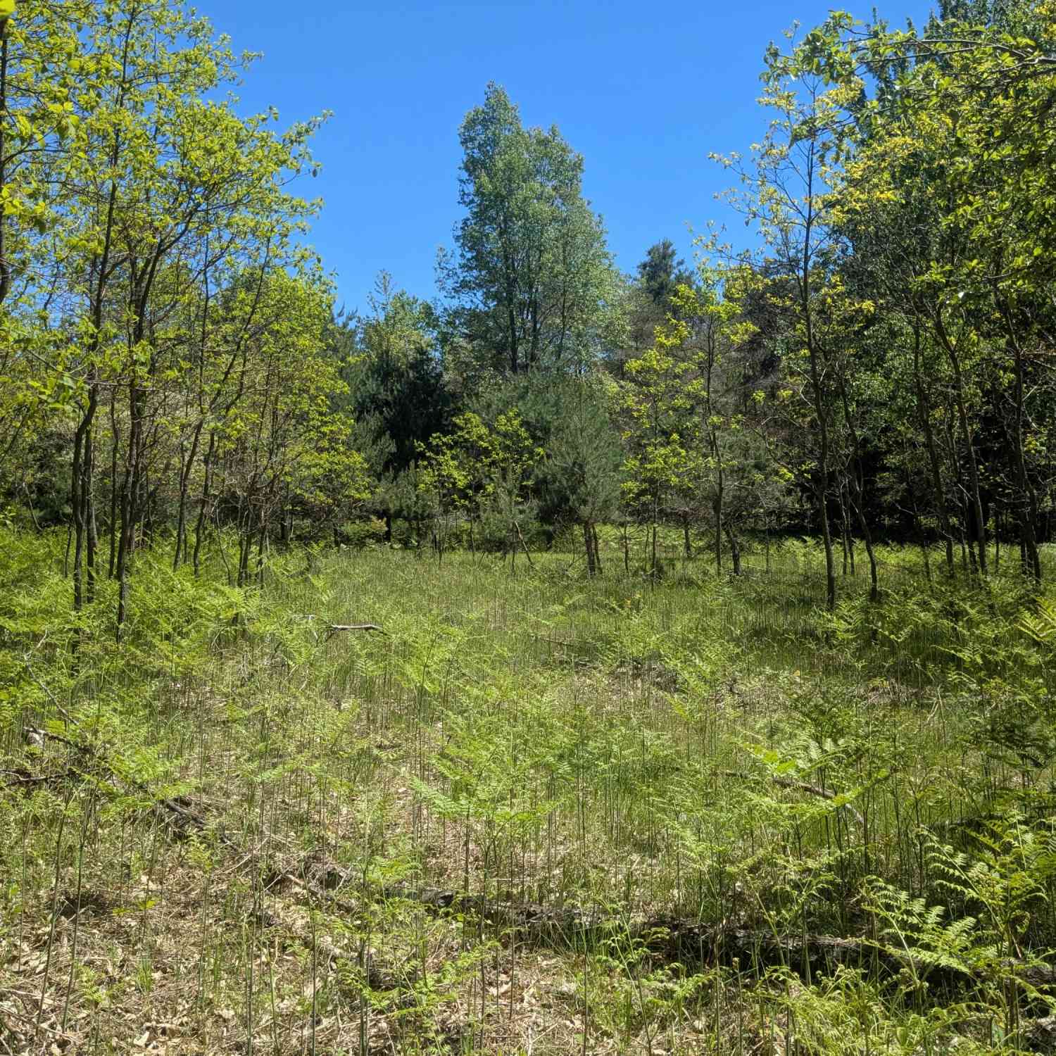Vacant Land For Sale - 40AC V/L Clements Road<br/> Kaleva, MI 49645