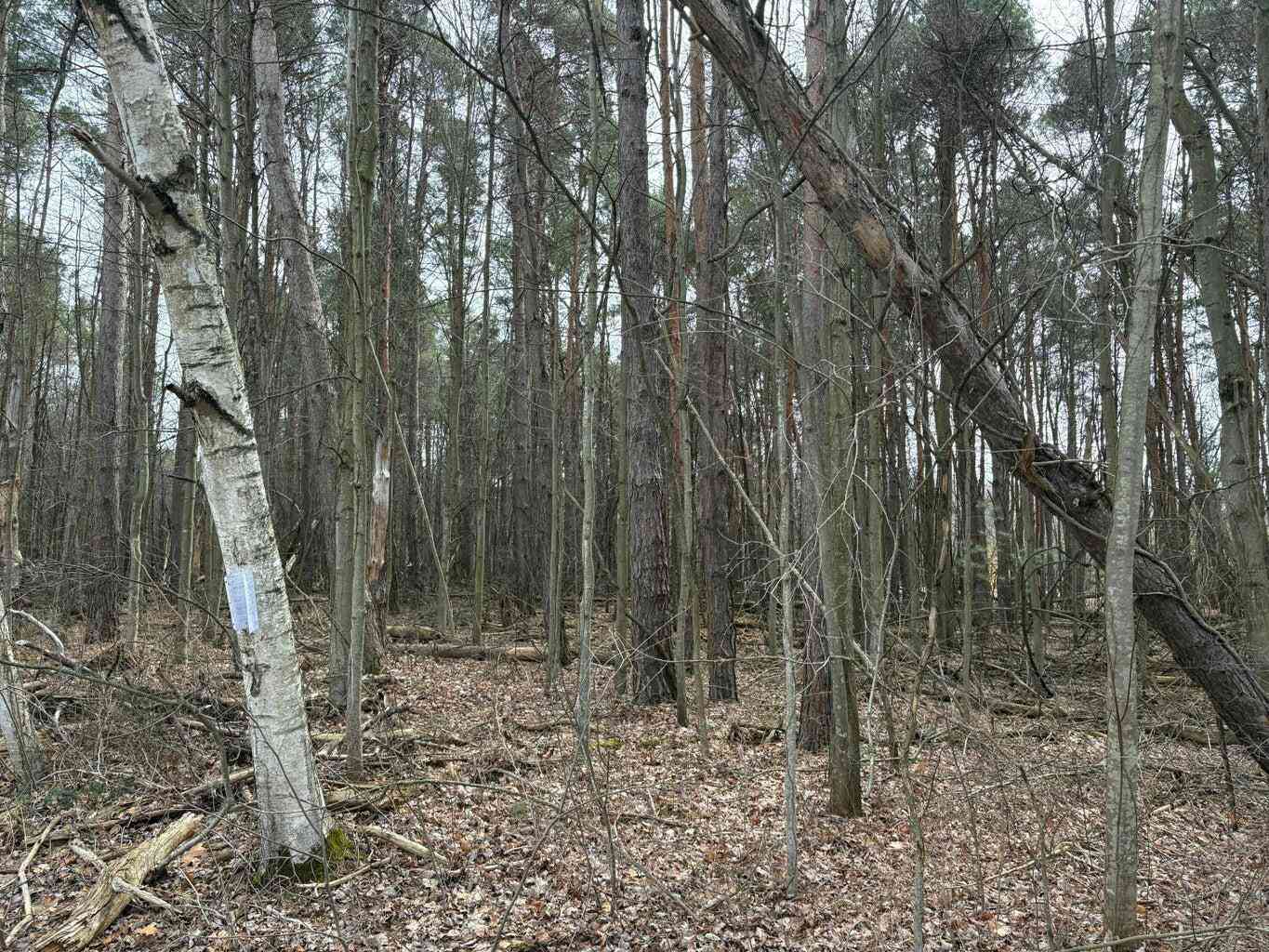Vacant Land For Sale - 17800 Sparta Avenue<br/> Kent City, MI 49330