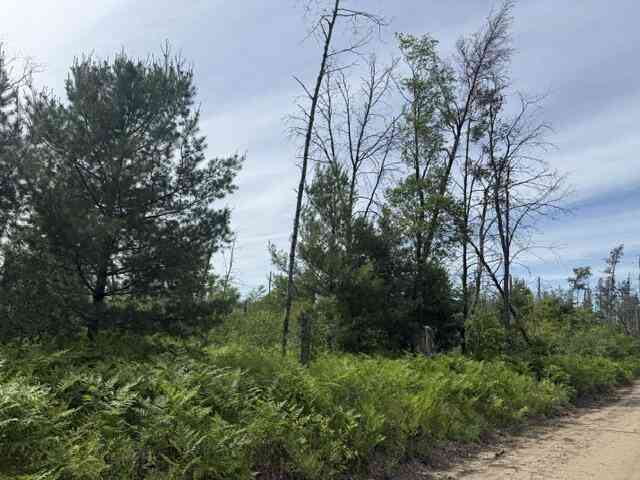 Vacant Land For Sale - PARCEL 2 Nelson Road<br/> Idlewild, MI 49642