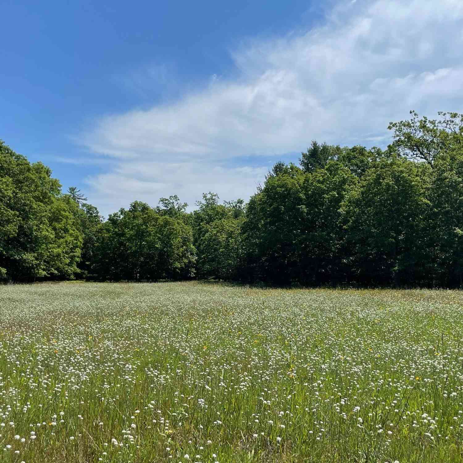 Vacant Land For Sale - 10652 N River Road #E<br/> Irons, MI 49644