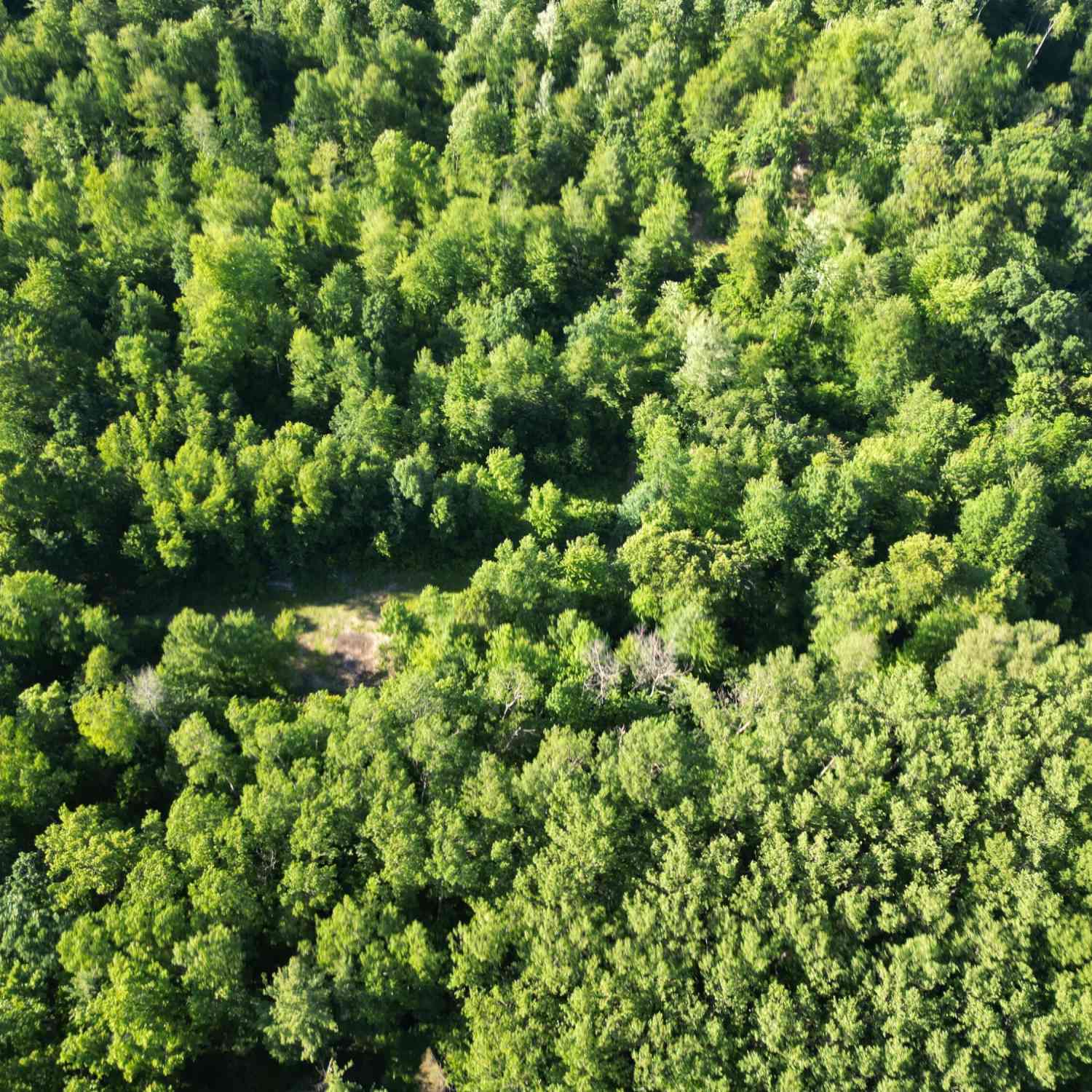 Vacant Land For Sale - 5170 Rocky Top Parcel B Lane<br/> Pierson, MI 49339