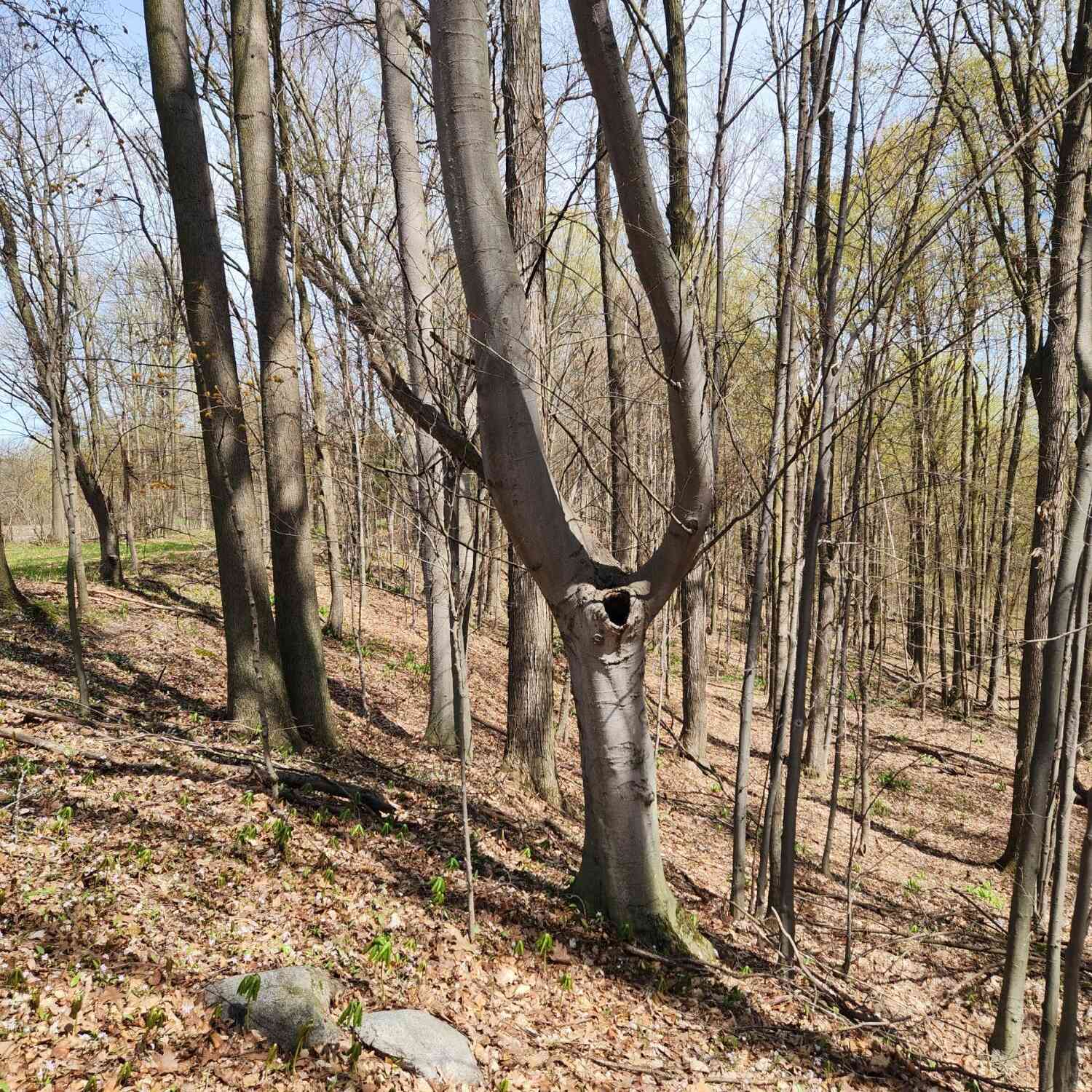 Vacant Land For Sale - 234 180th Avenue<br/> Hersey, MI 49639