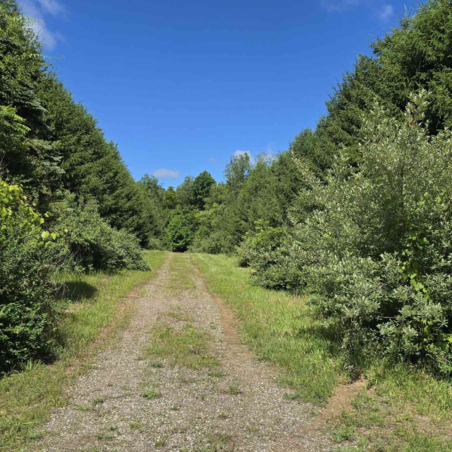 Vacant Land For Sale - 36th Street<br/> Gobles, MI 49055