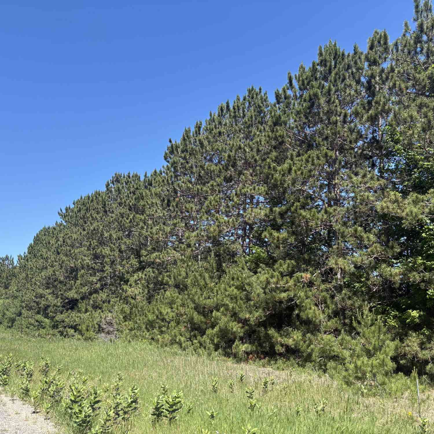 Vacant Land For Sale - 7.91 ACRES Butwell Road<br/> Bear Lake, MI 49614
