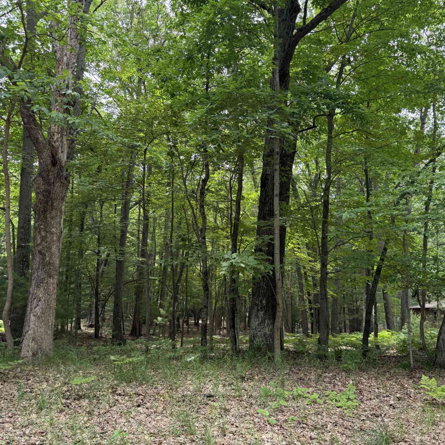 Vacant Land For Sale - LOT 127 Wayne Road<br/> Oceana County, Pentwater, MI 49449