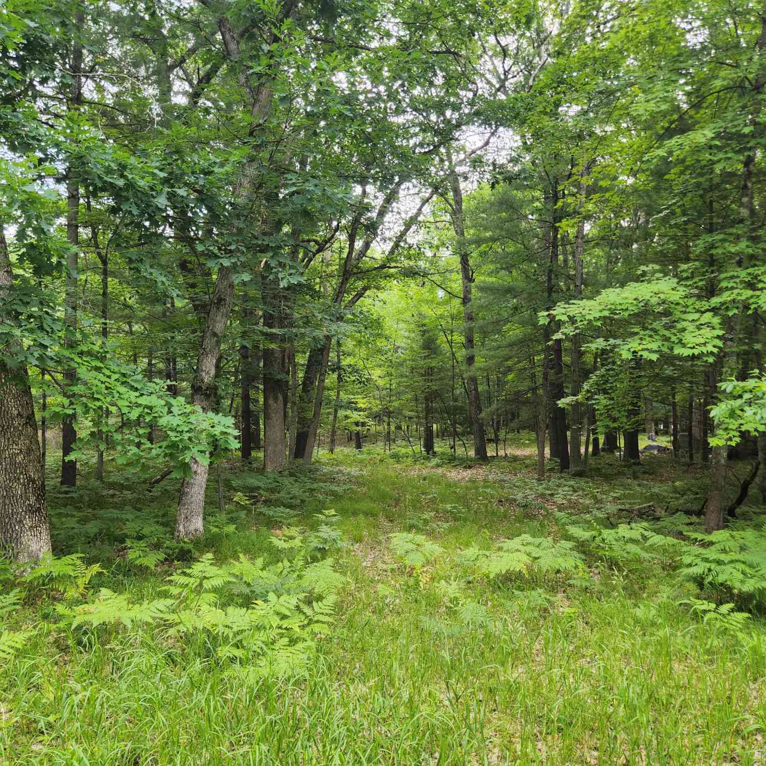 Vacant Land For Sale - VL Rebecca Road<br/> Lake County, Baldwin, MI 49304