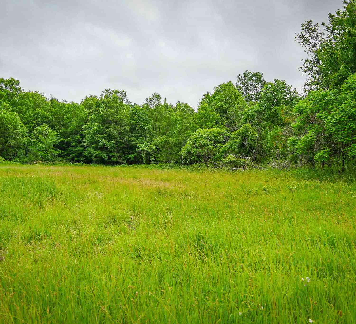 Vacant Land For Sale - 8183 W Lincoln Street<br/> Newaygo County, Bitely, MI 49309