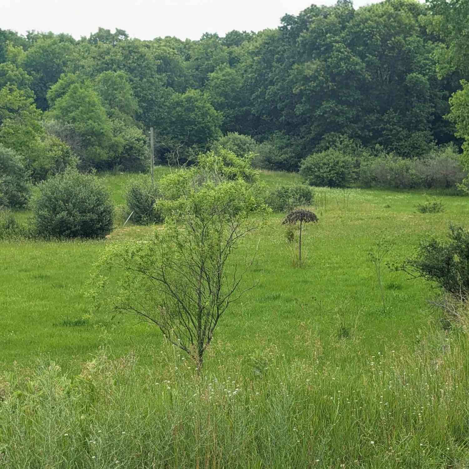 Vacant Land For Sale - 9681 SW Greenville Road<br/> Montcalm County, Greenville, MI 48838