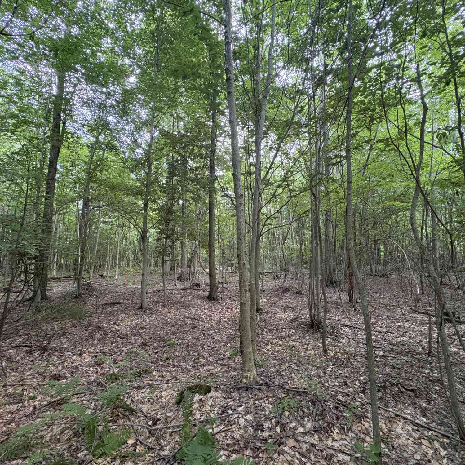 Vacant Land For Sale - 109th Avenue<br/> Allegan County, Pullman, MI 49450