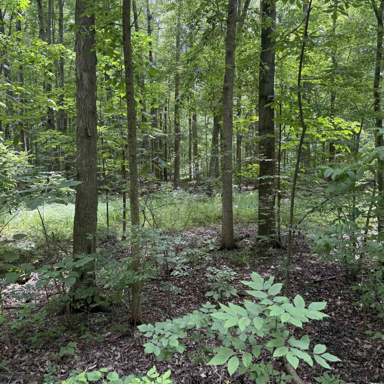 Vacant Land For Sale - 2264 D Drive<br/> East Leroy, MI 49051