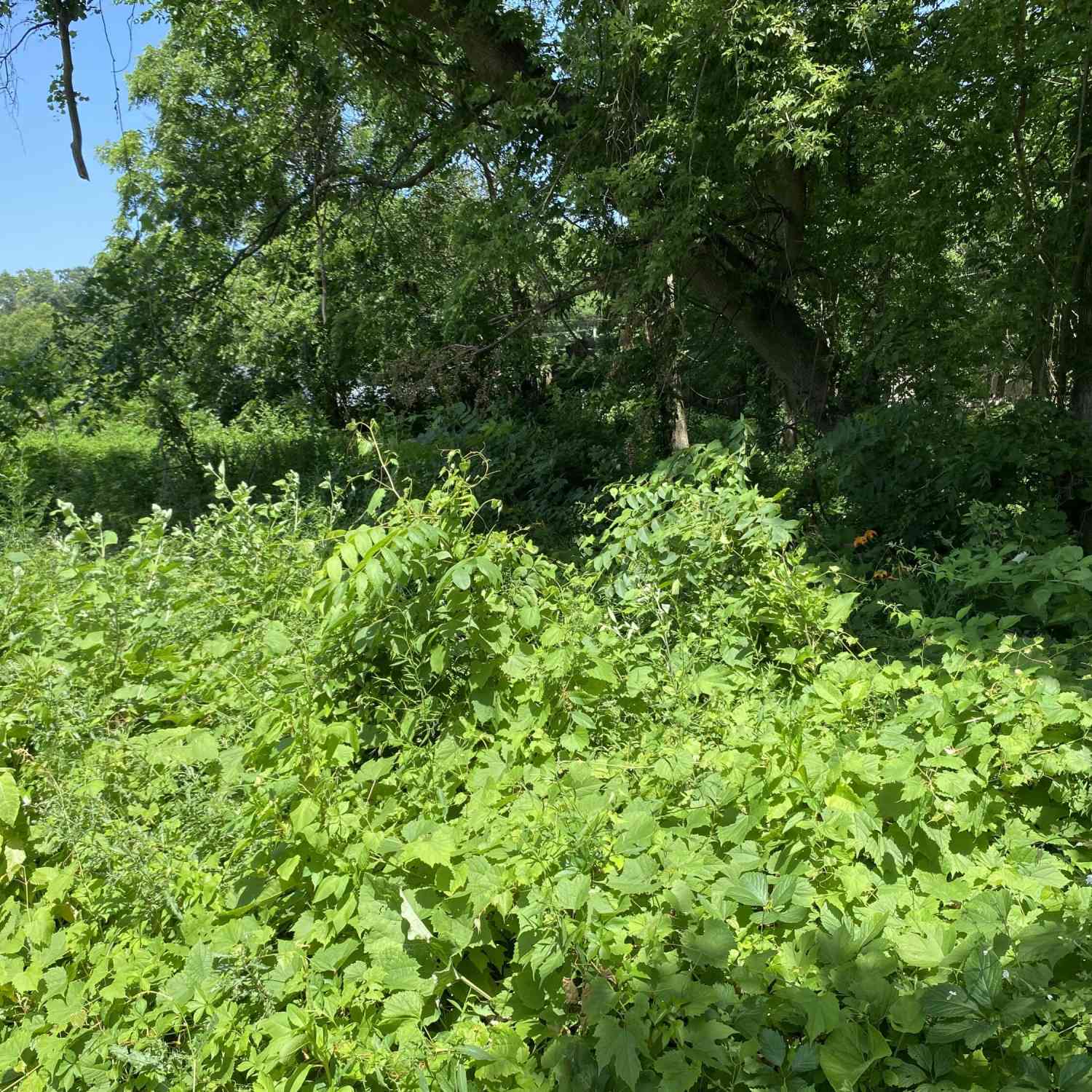 Vacant Land For Sale - 69025 Island Drive<br/> Edwardsburg, MI 49112