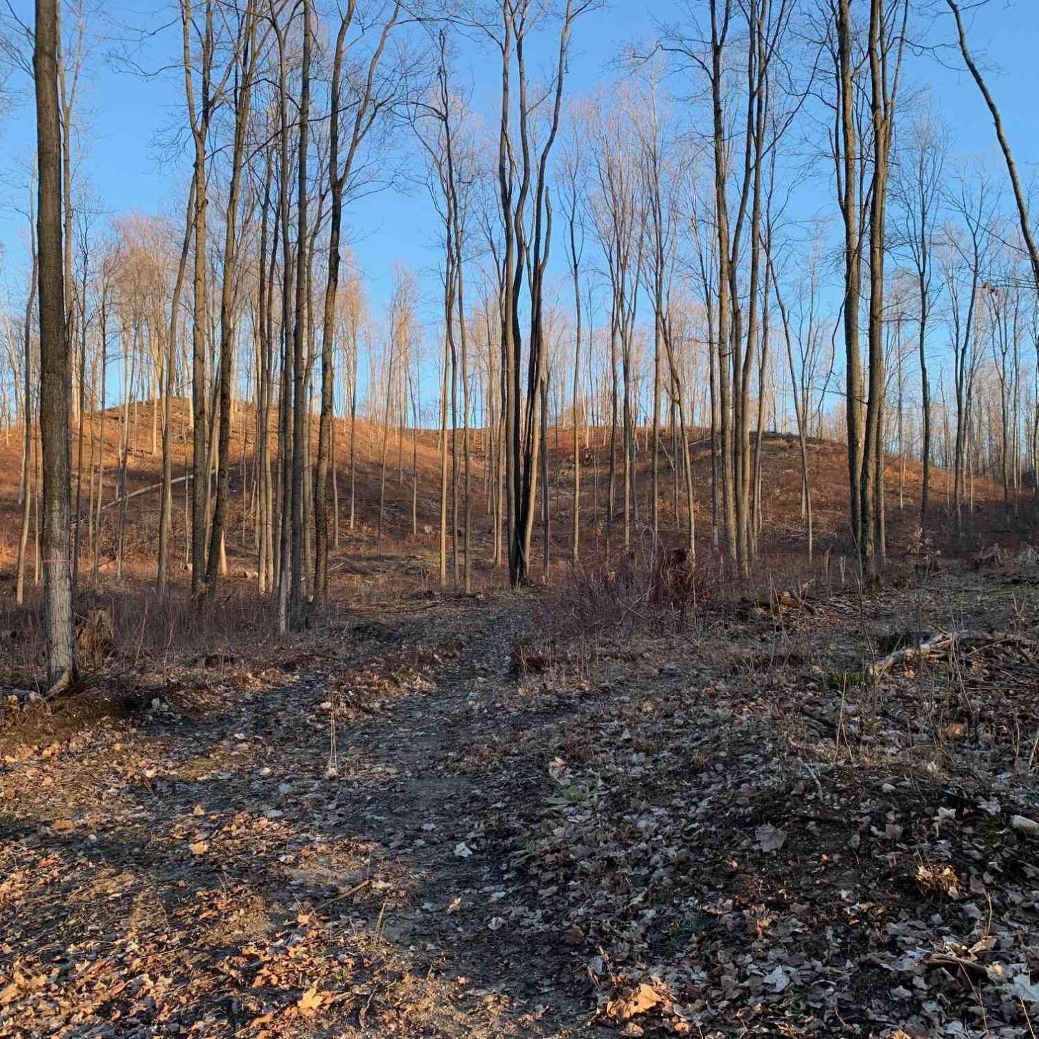 Vacant Land For Sale - Off Of Chief Road<br/> Bear Lake, MI 49614