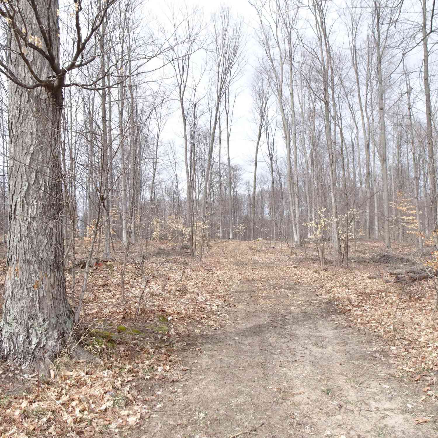 Vacant Land For Sale - B Chief Road<br/> Bear Lake, MI 49614