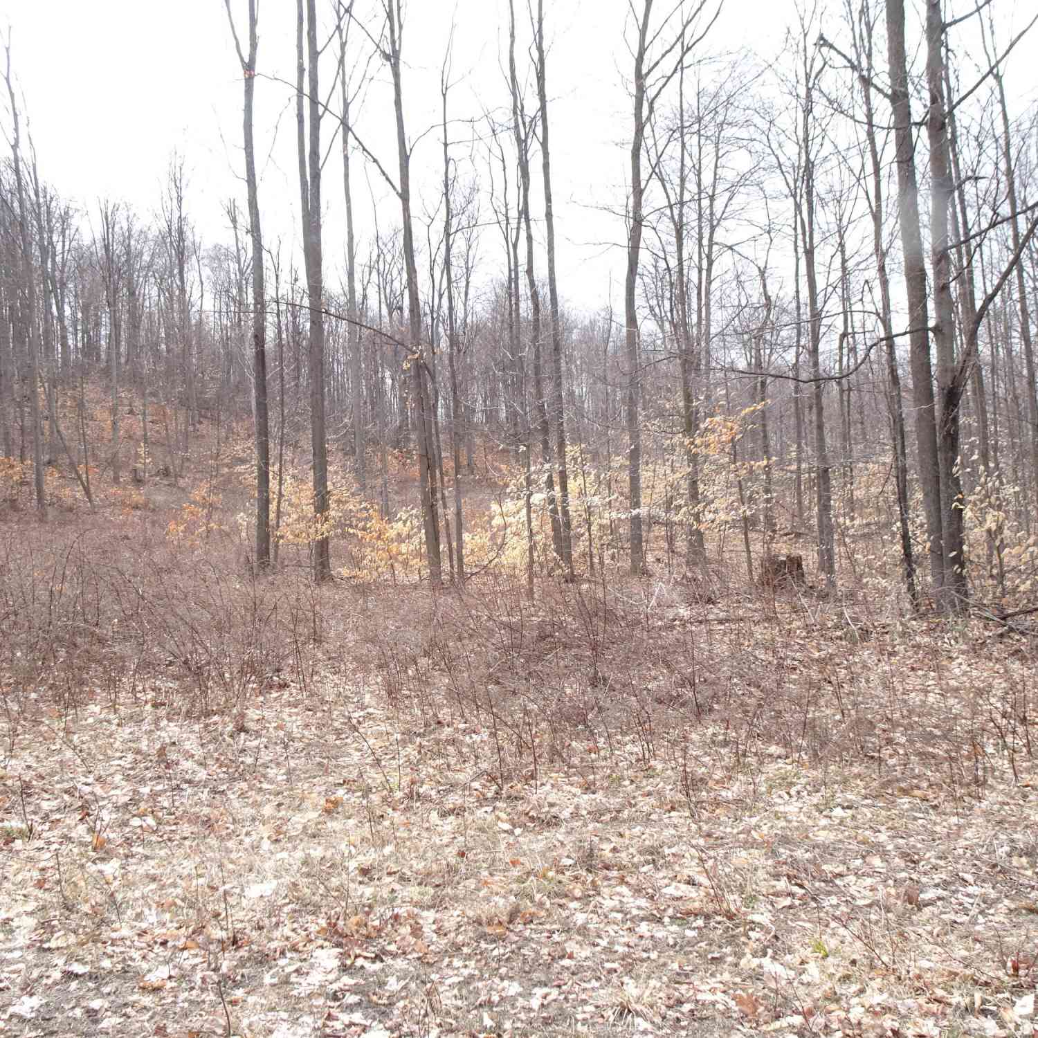 Vacant Land For Sale - M Chief Road<br/> Bear Lake, MI 49614