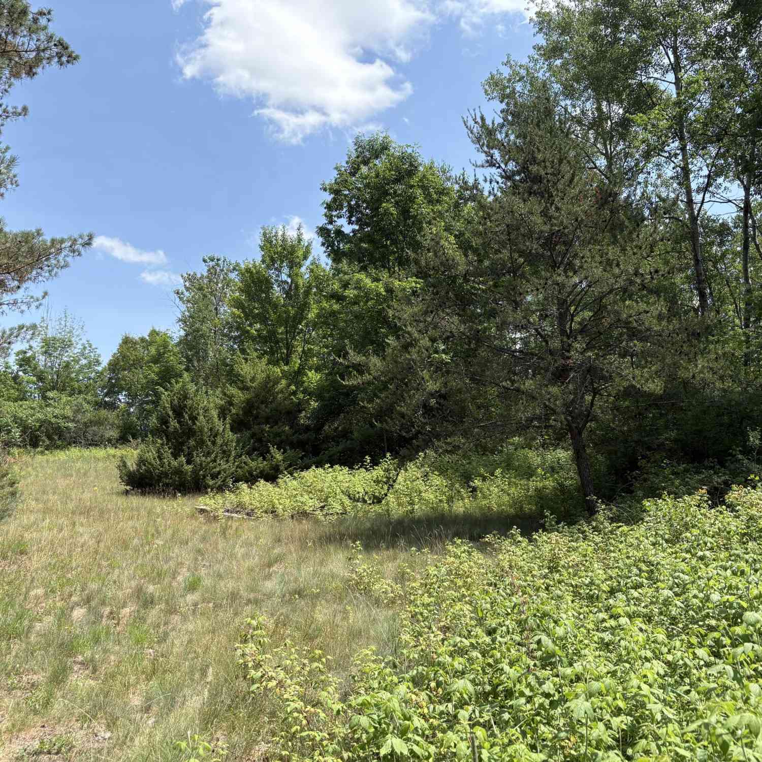 Vacant Land For Sale - VL S 210th Avenue<br/> Osceola County, Reed City, MI 49677