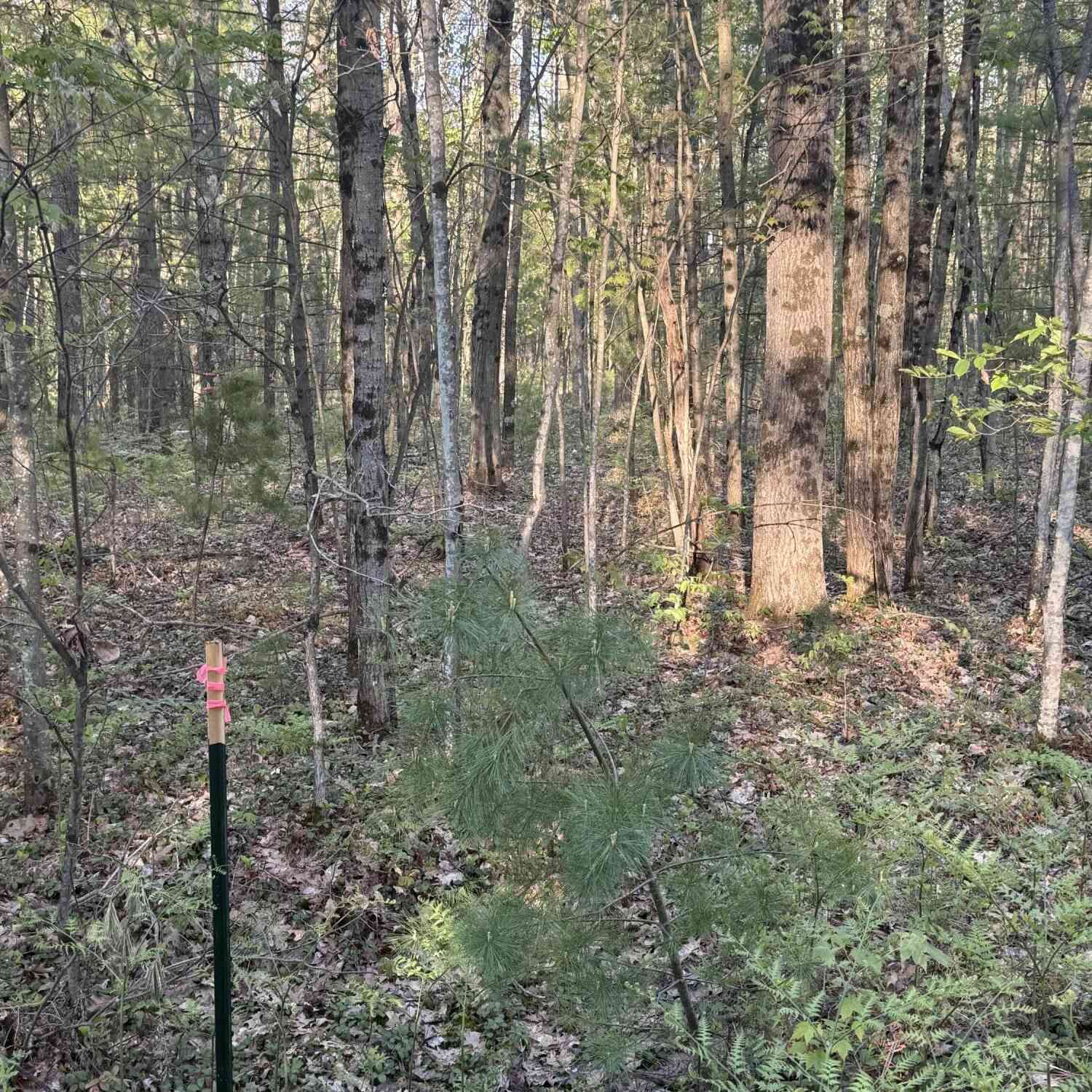 Vacant Land For Sale - N Woodland Avenue<br/> Bitely, MI 49309