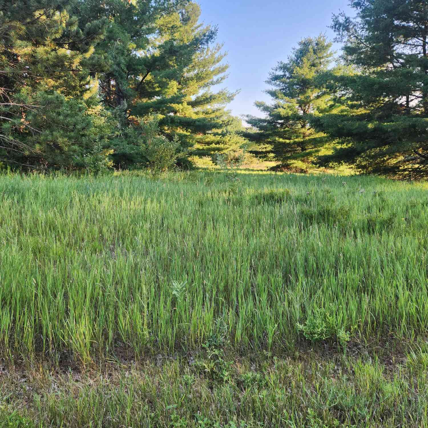 Vacant Land For Sale - 11535 Pierce Road #786<br/> Mecosta County, Canadian Lakes, MI 49346