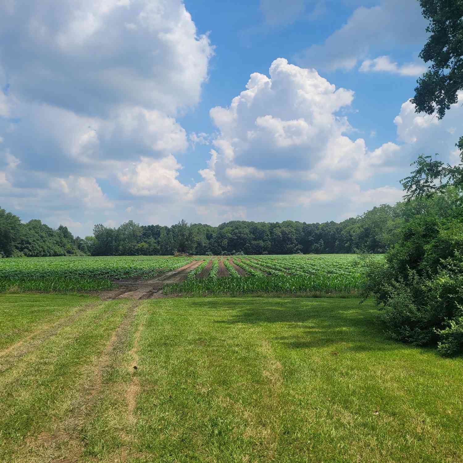 Vacant Land For Sale - 15715 Merriman Road<br/> Wayne County, Romulus, MI 48174