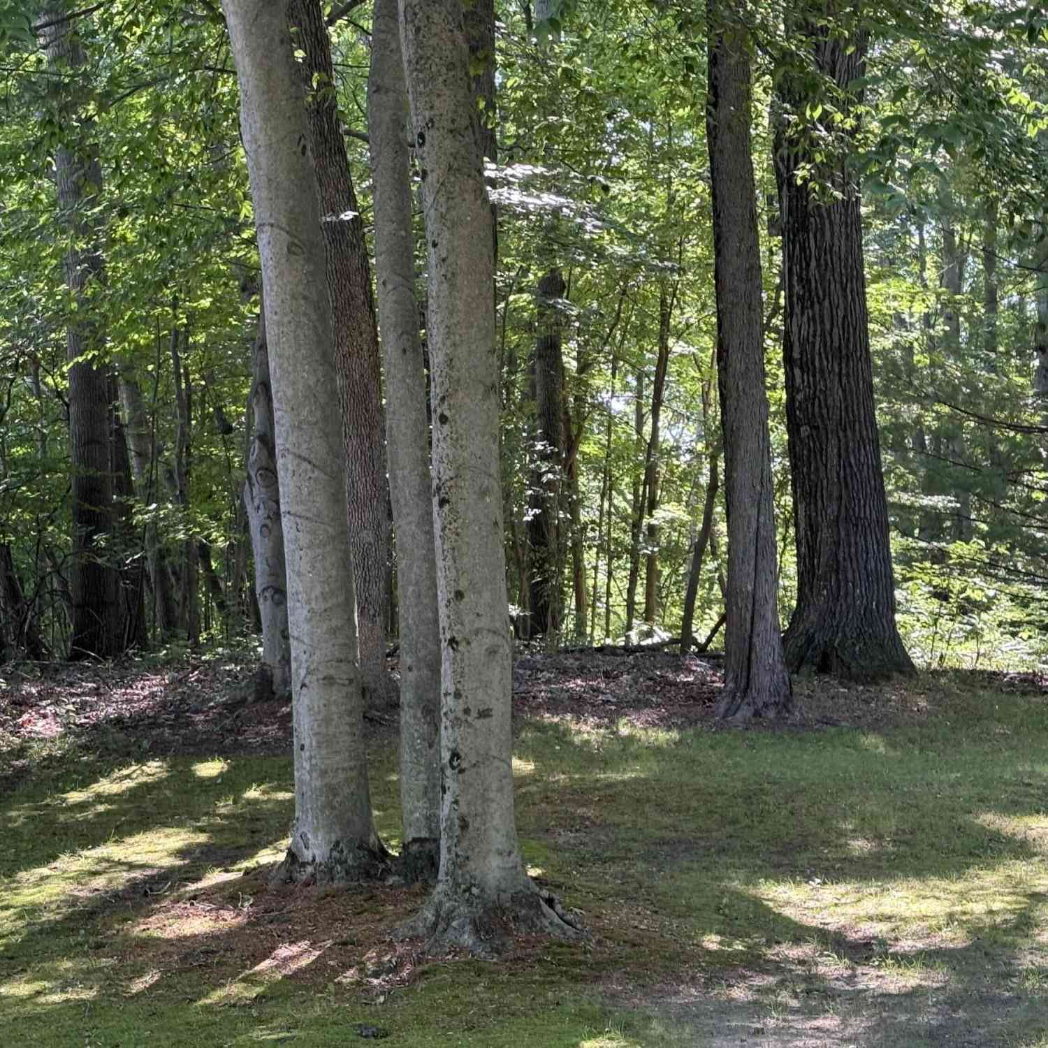 Vacant Land For Sale - 4925 S Gordon Avenue<br/> Newaygo County, Newaygo, MI 49337