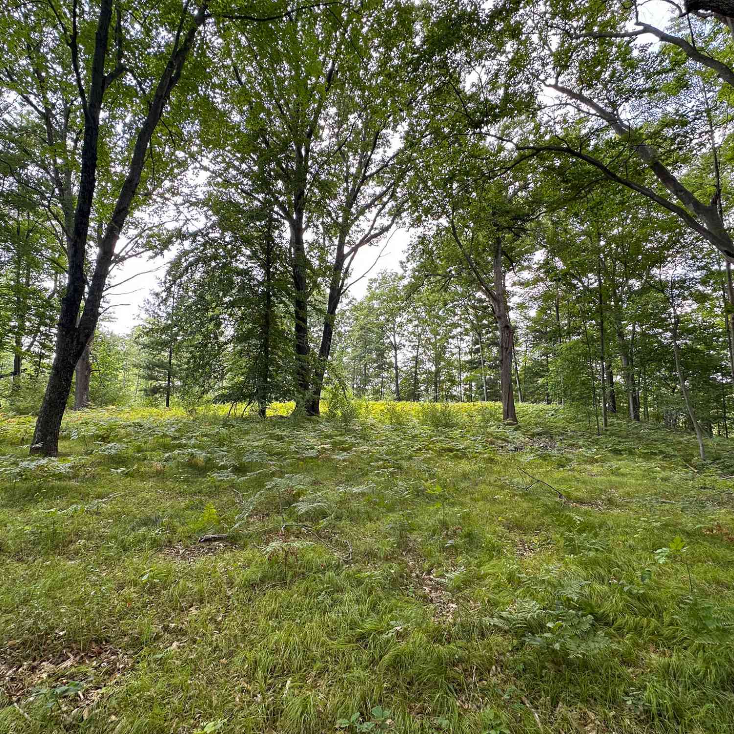 Vacant Land For Sale - 40 V/L 80th Avenue<br/> Mecosta County, Rodney, MI 49342