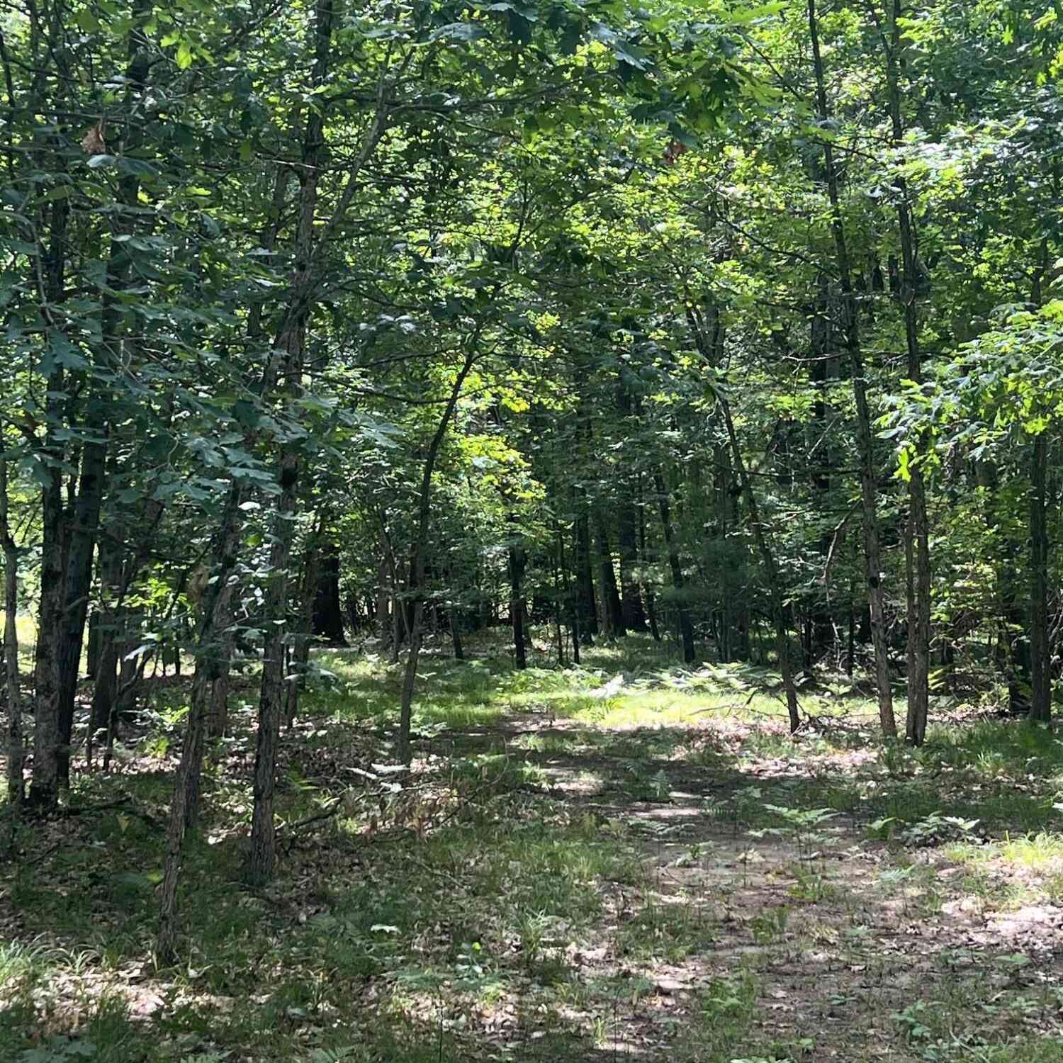 Vacant Land For Sale - 8268 B S Ferris Avenue<br/> Newaygo County, Newaygo, MI 49337