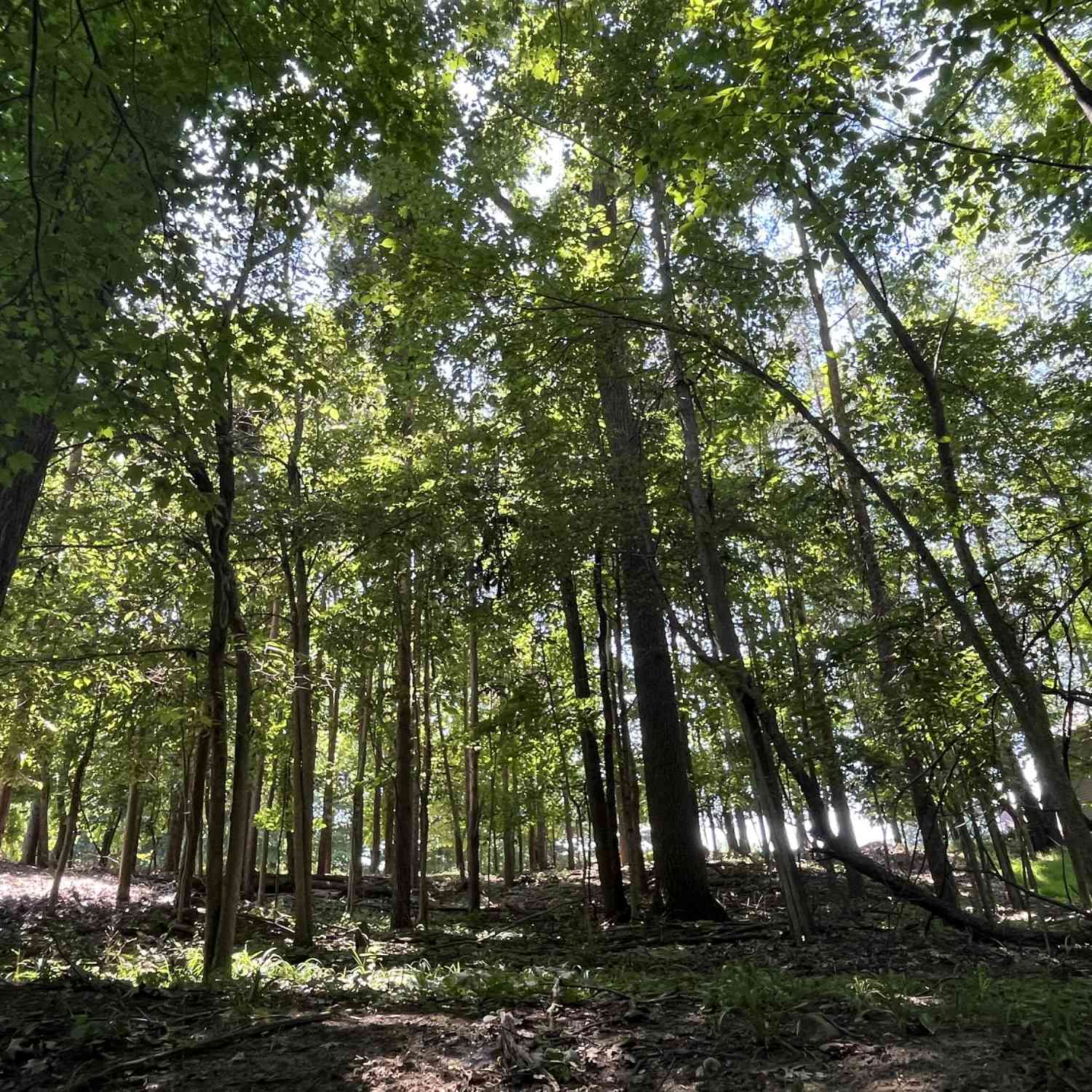 Vacant Land For Sale - 2295 Longmeadow Street<br/> Grand Rapids, MI 49504