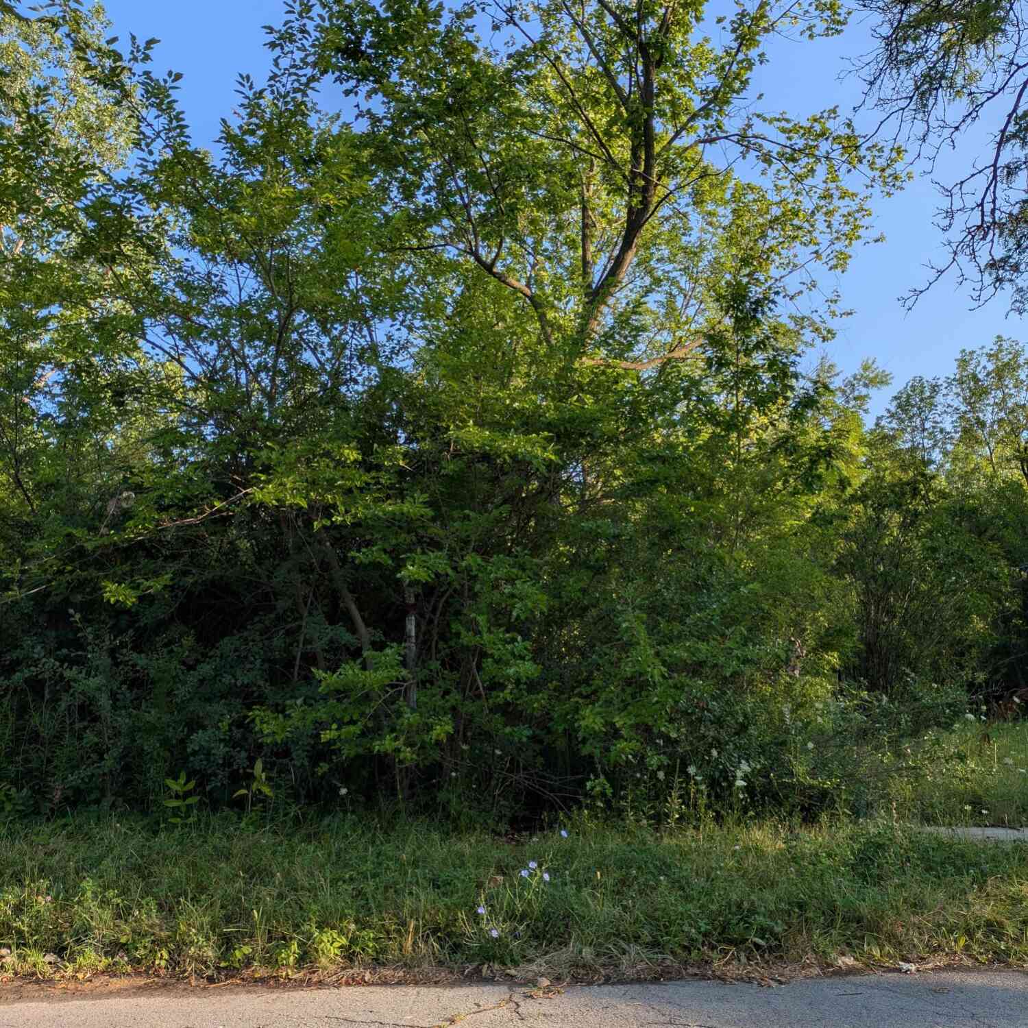 Vacant Land For Sale - 2640 W Forest Avenue<br/> Detroit, MI 48208