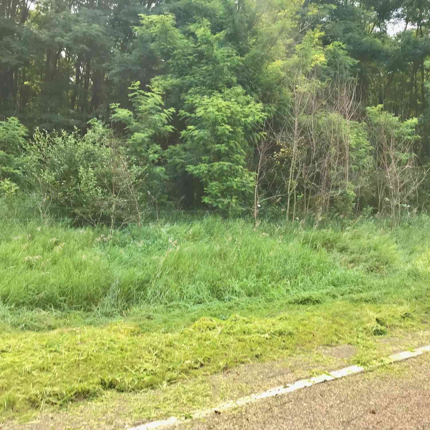 Vacant Land For Sale - LOT I Buckhorn Road #LOT I<br/> Three Rivers, MI 49093