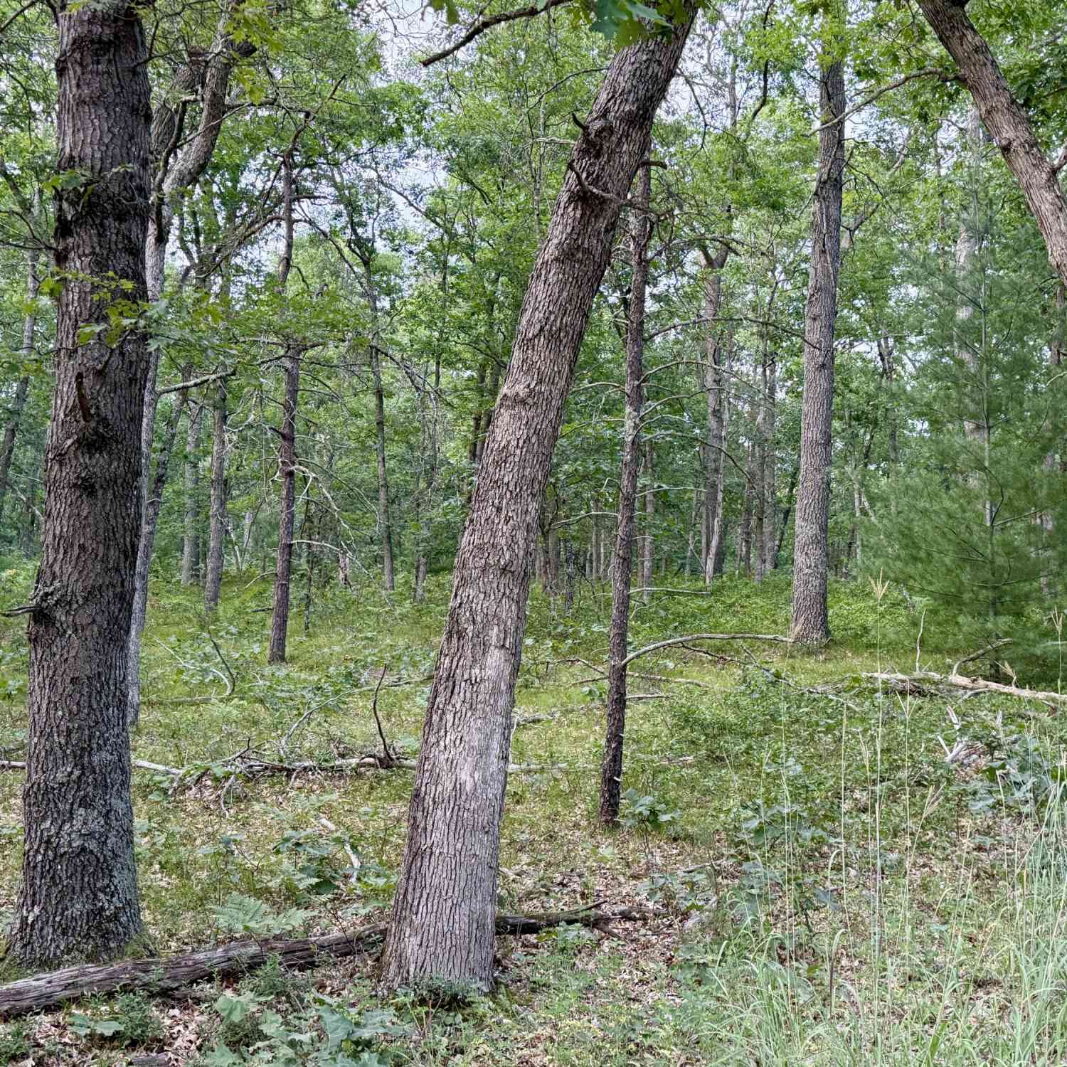 Vacant Land For Sale - 2A Steinberg Road<br/> Manistee County, Manistee, MI 49660