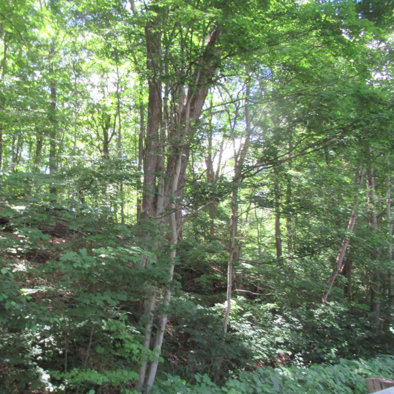 Vacant Land For Sale - Red Bud Trail<br/> Buchanan, MI 49107