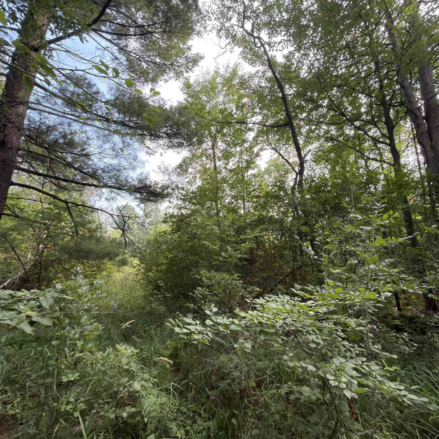 Vacant Land For Sale - Us-31<br/> Manistee, MI 49660