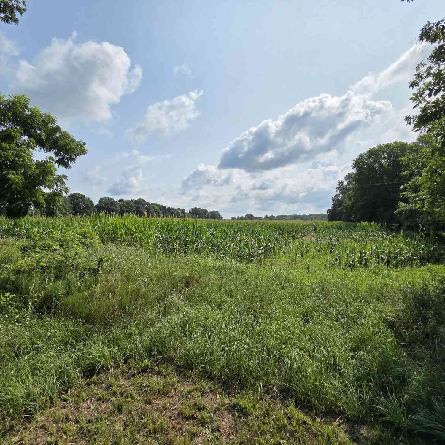 Vacant Land For Sale - 13 Mile Rd (parcel 5)<br/> Calhoun County, Burlington, MI 49029