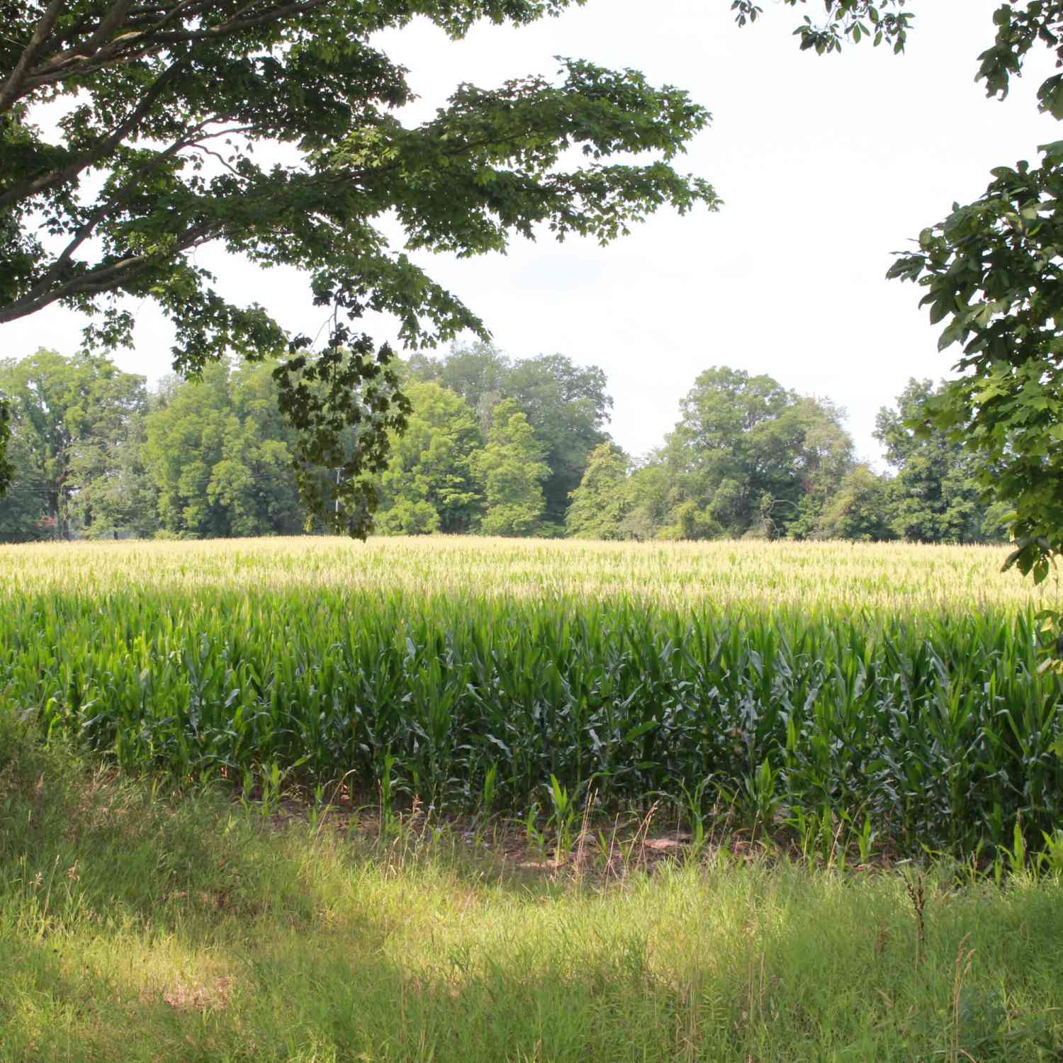 Vacant Land For Sale - P Drive S (parcel 4)<br/> Calhoun County, Burlington, MI 49029