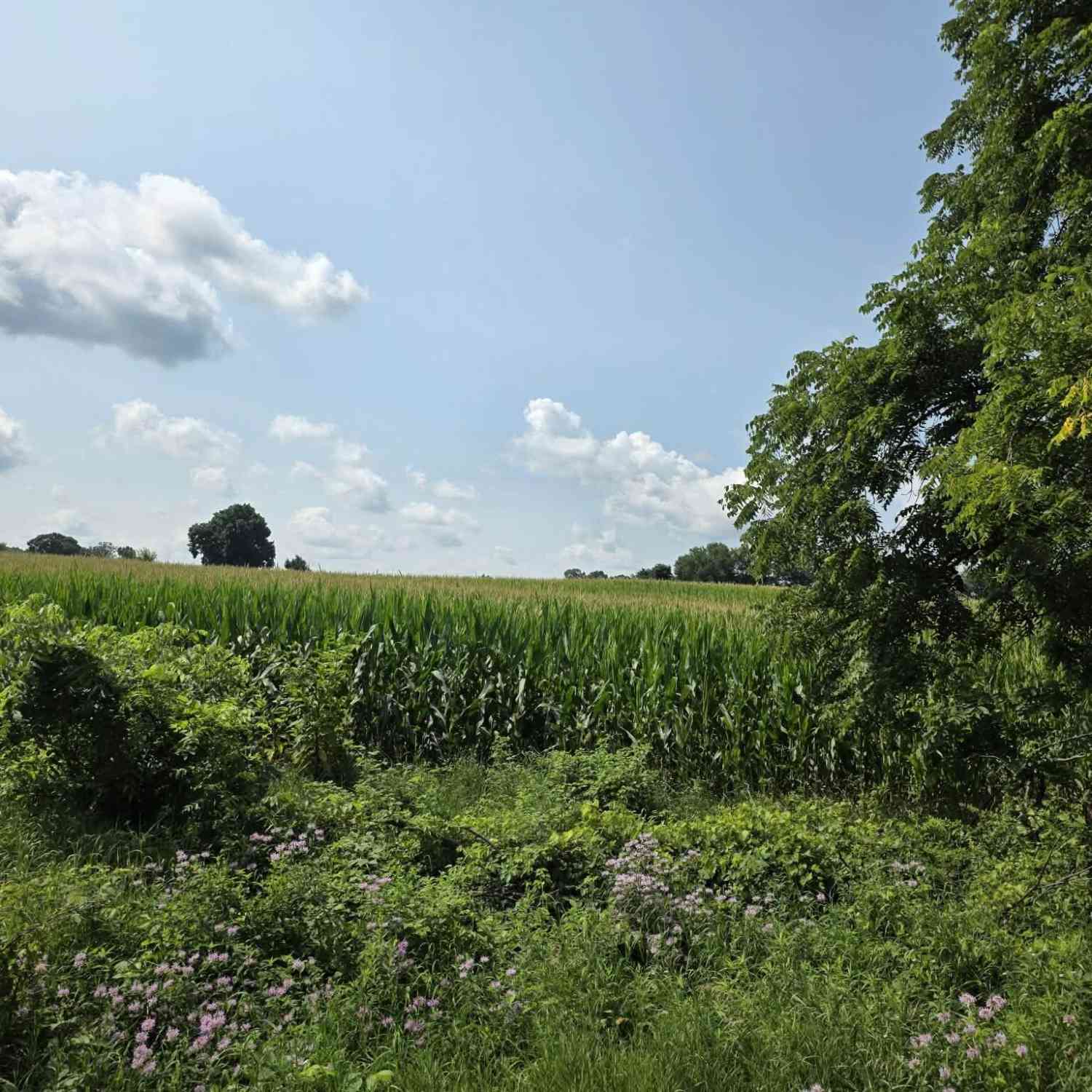Vacant Land For Sale - 13 Mile Rd (parcel 3)<br/> Calhoun County, Burlington, MI 49029