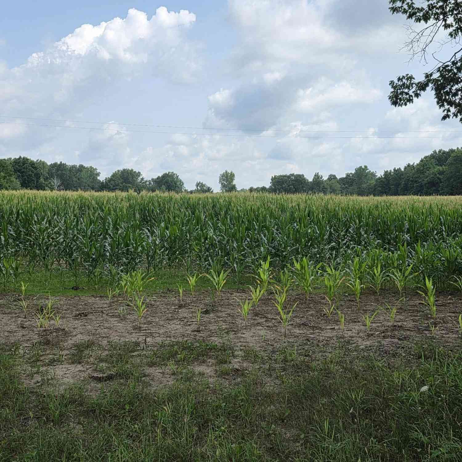 Vacant Land For Sale - Q Drive South (parcel 1)<br/> Calhoun County, Burlington, MI 49029