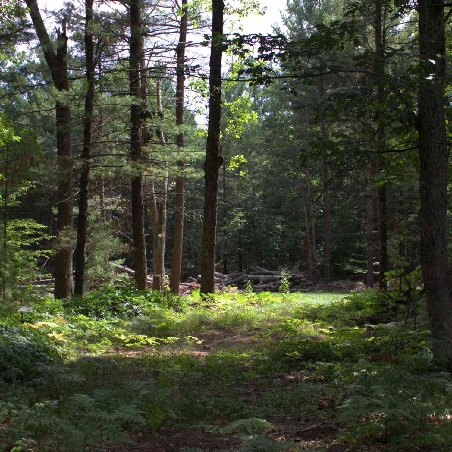 Vacant Land For Sale - VL Cherry Street<br/> Twin Lake, MI 49457