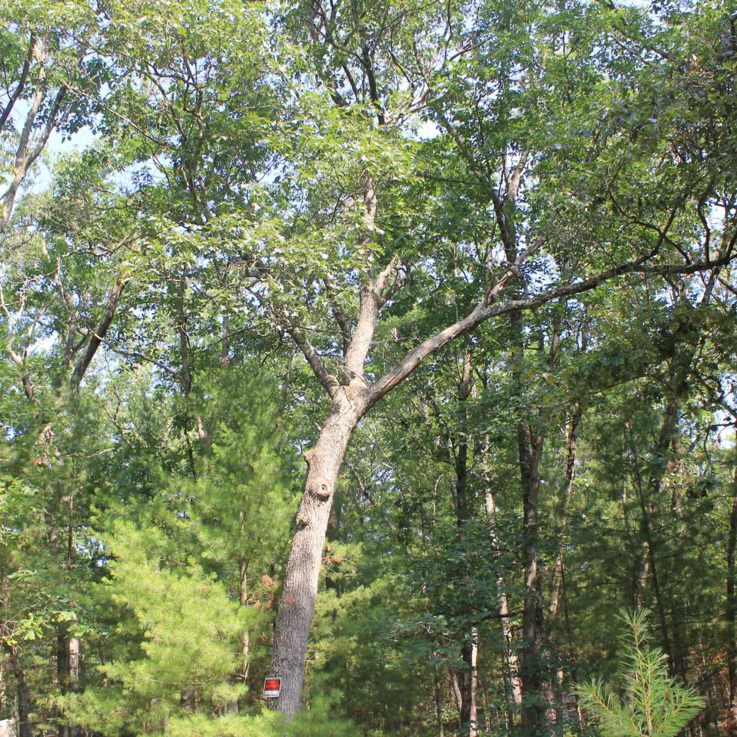 Vacant Land For Sale - 8212 W Goldenrod<br/> Baldwin, MI 49304