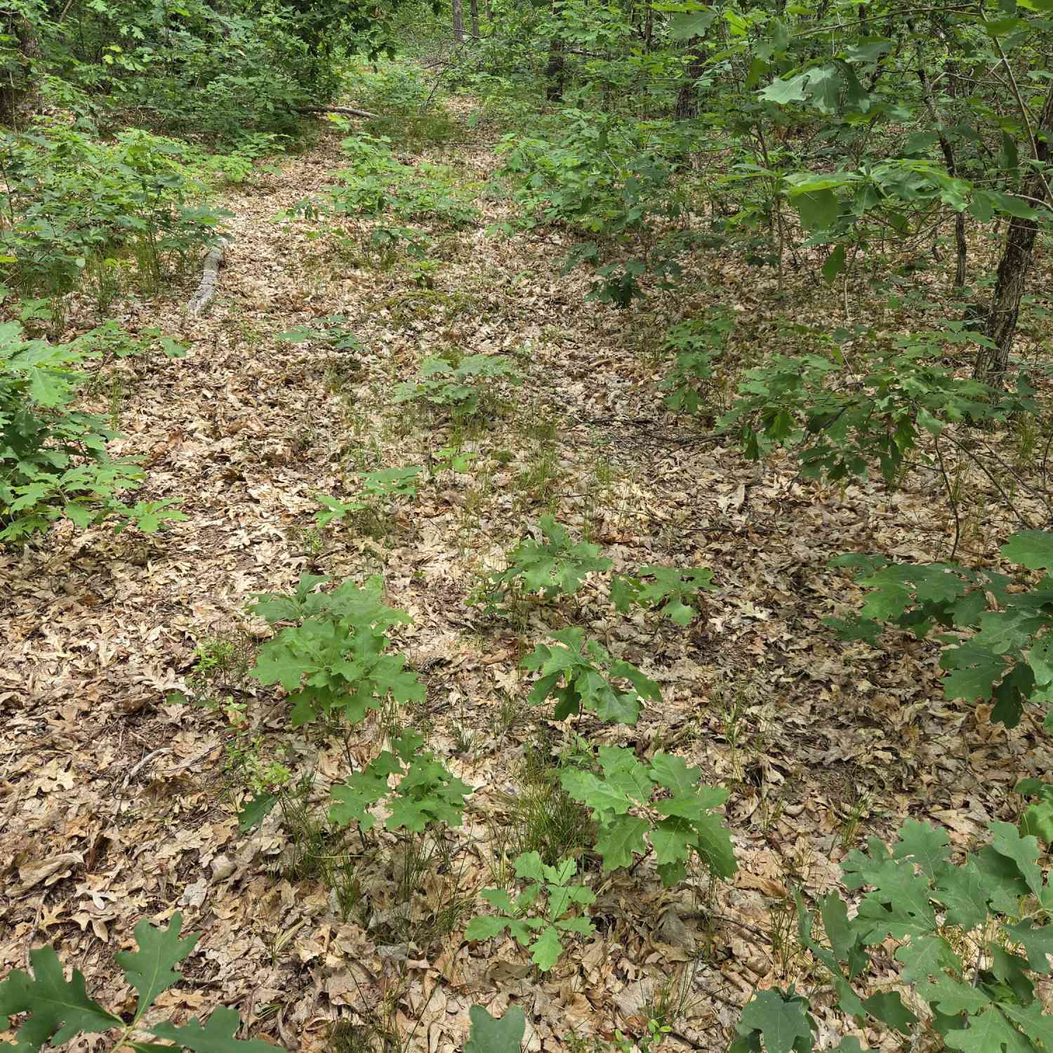 Vacant Land For Sale - V/L 10-13 W Oliver Road<br/> Lake County, Baldwin, MI 49304