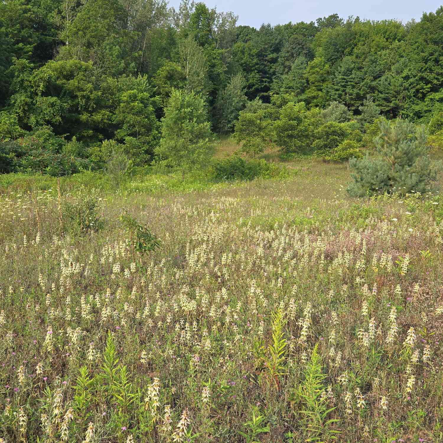 Vacant Land For Sale - N 72nd Avenue<br/> Oceana County, Hart, MI 49420