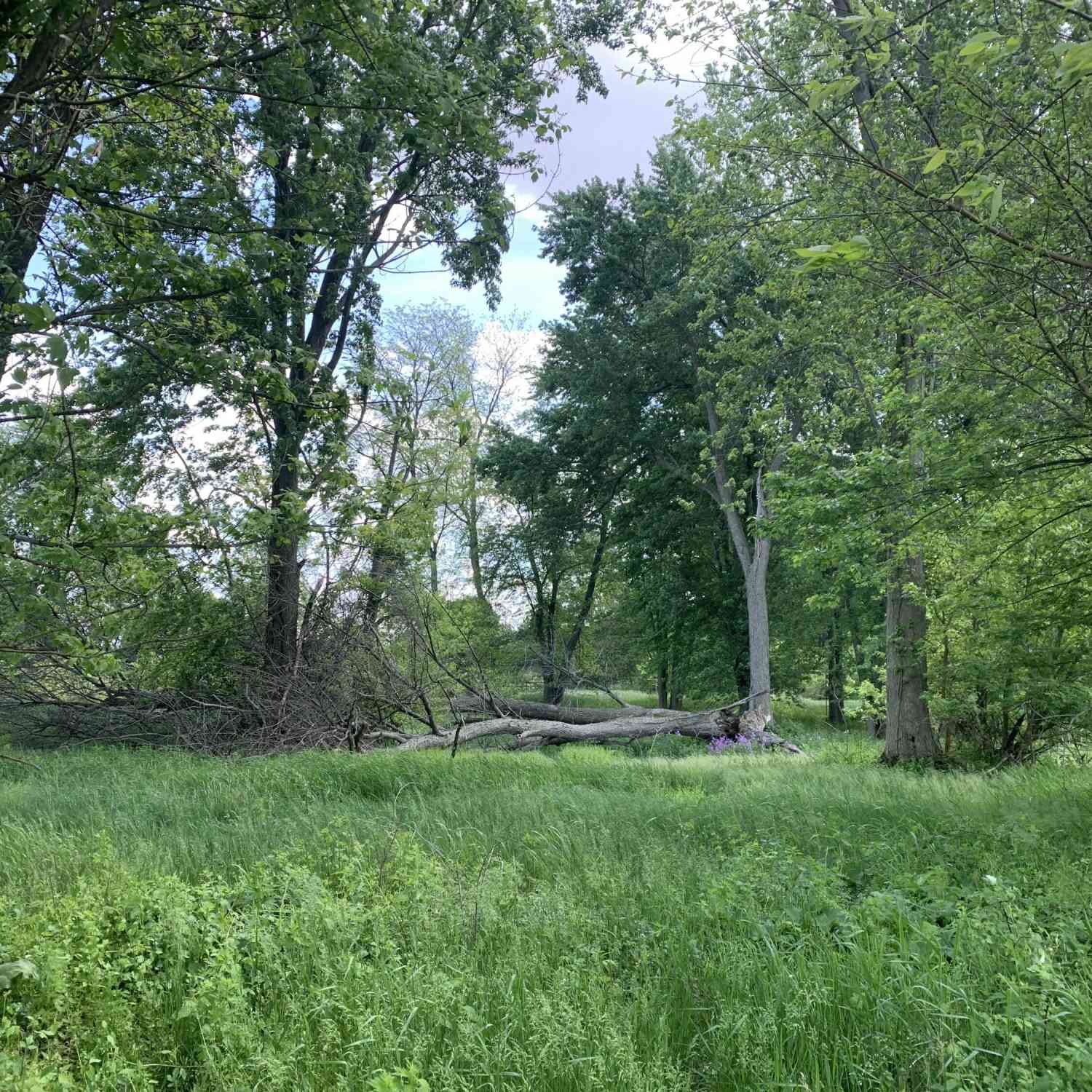 Vacant Land For Sale - Brink Road<br/> Branch County, Bronson, MI 49028