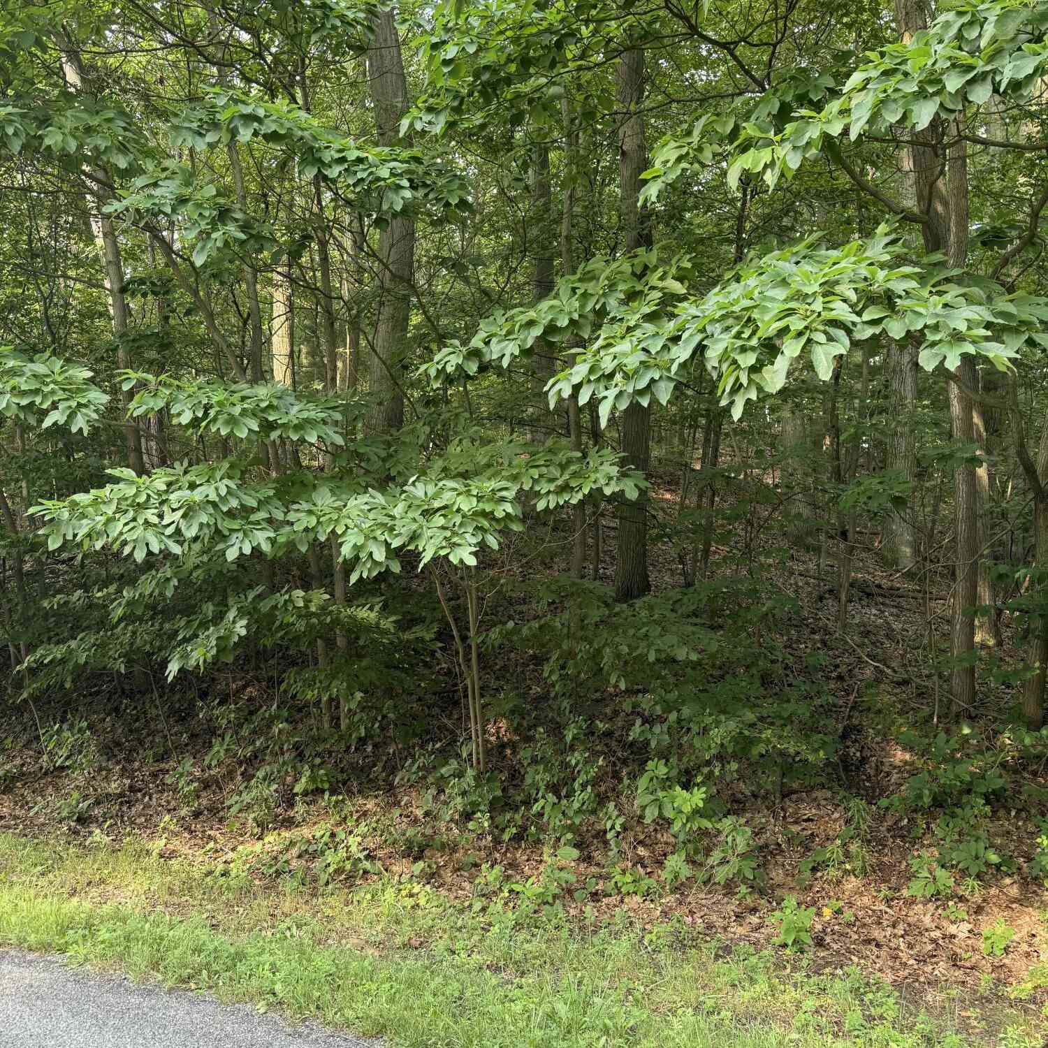 Vacant Land For Sale - Wildwood Drive<br/> West Olive, MI 49460