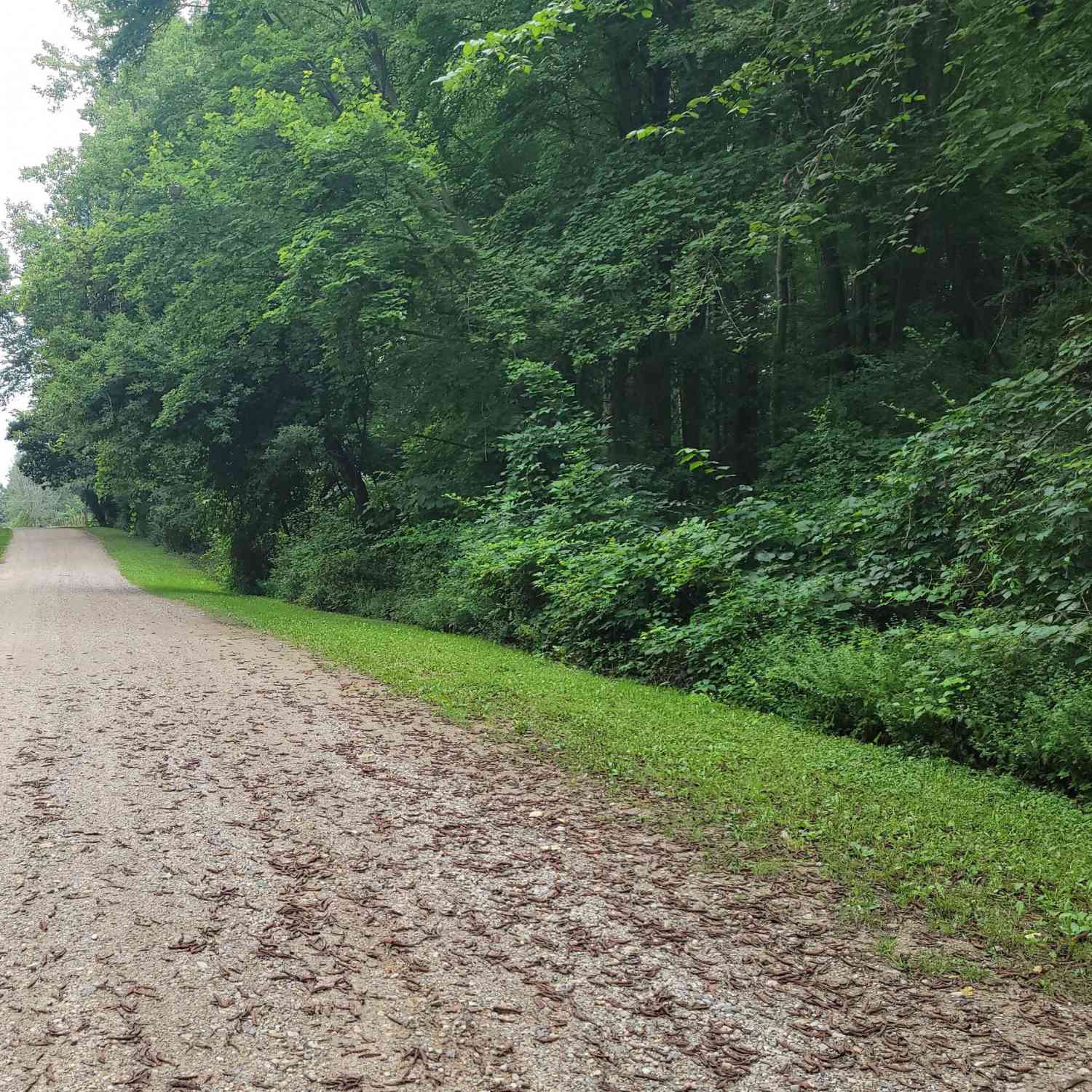 Vacant Land For Sale - 8925 Vestal Drive<br/> Saranac, MI 48881