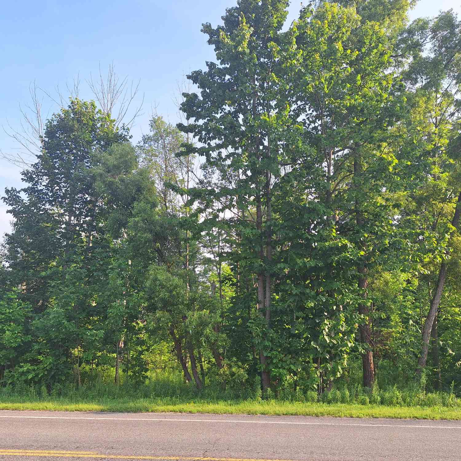 Vacant Land For Sale - 00 VL 14 Mile Rd Road<br/> Leroy, MI 49655