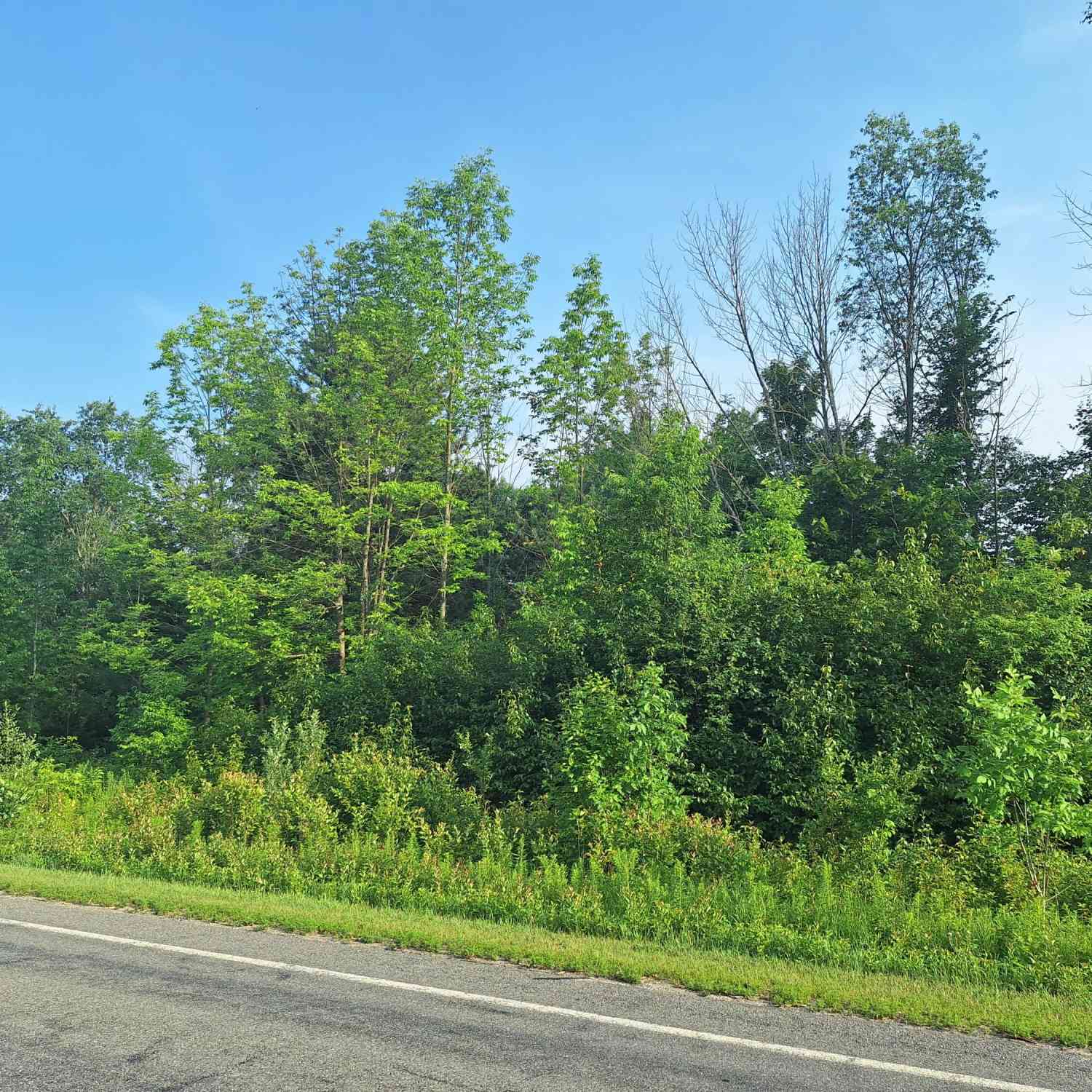 Vacant Land For Sale - 000 VL 14 Mile Rd<br/> Leroy, MI 49655