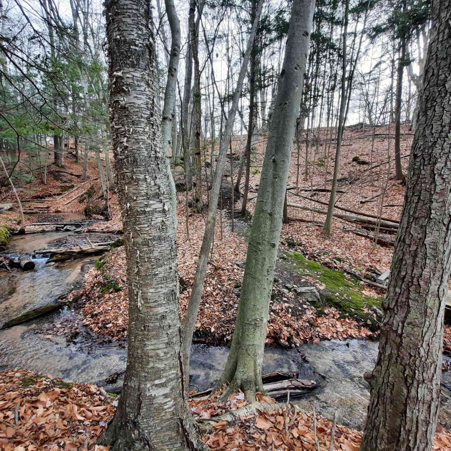 Vacant Land For Sale - 8 ACRES Third Street<br/> Onekama, MI 49675