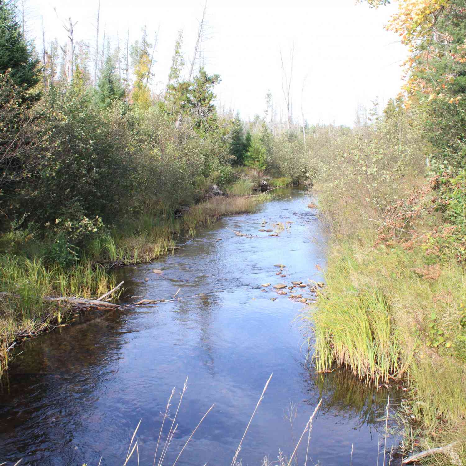 Vacant Land For Sale - 22006 Bowden Trail<br/> Hillman, MI 49746