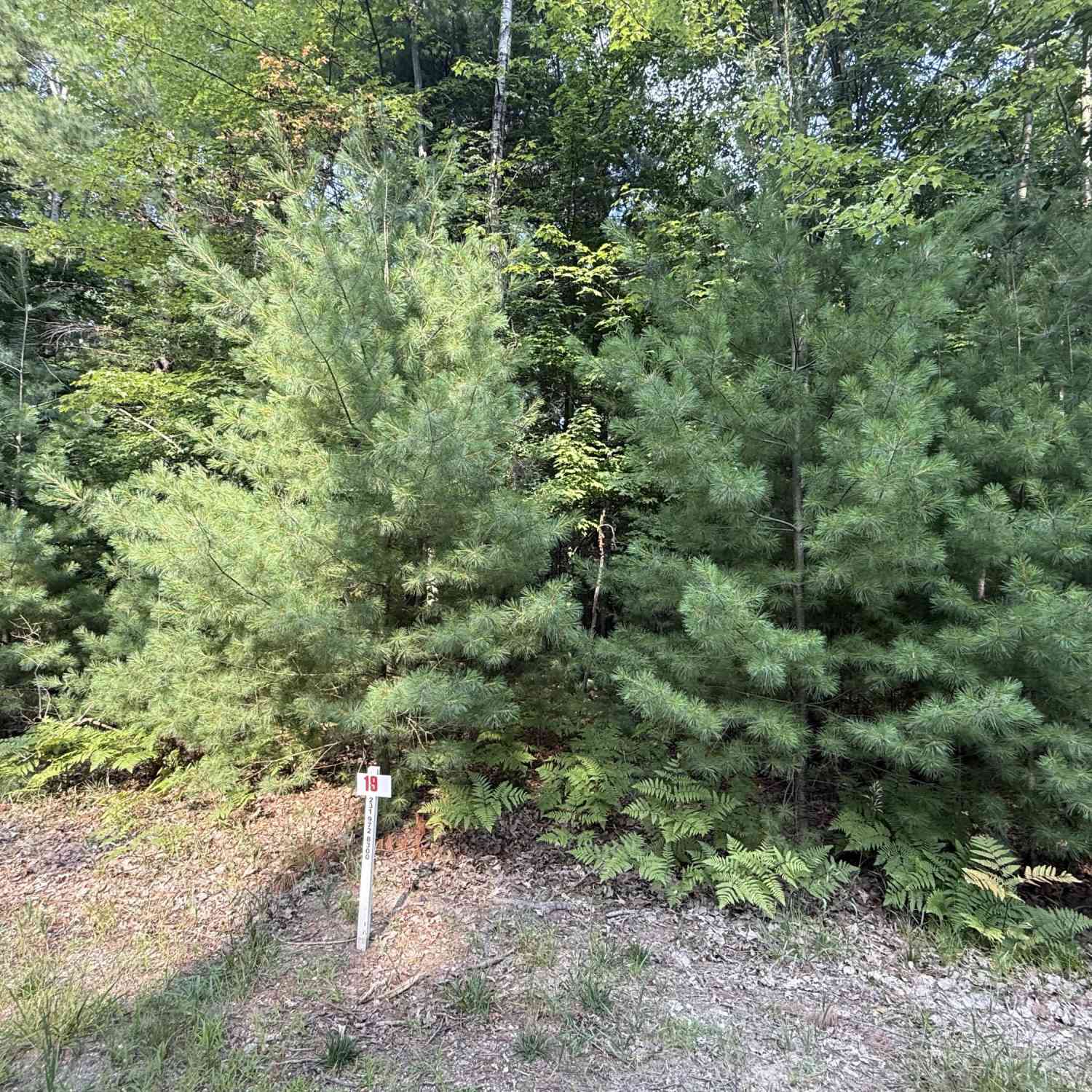 Vacant Land For Sale - 6842 White Pine Drive<br/> Mecosta County, Stanwood, MI 49346